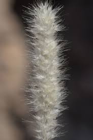 Image result for Enneapogon desvauxii