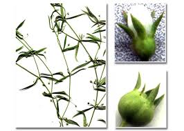 Image result for Oldenlandia lancifolia