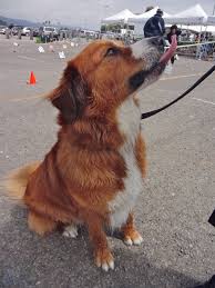 The great pyrenees and bernese mountain dog mix puppies are smart. Great Pyrenees Bernese Mountain Dog Mix Online Shopping Mall Find The Best Prices And Places To Buy