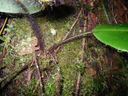 Image result for Elaphoglossum kivuense