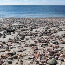 We did not find results for: Cape Cod Beachcombing A Dozen Sea Shells You Will Surely Find Capecodtravel Com Visitorfun Com