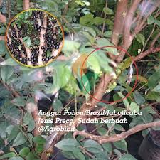 Gambar pohon anggur yang berbuah. Jual Pohon Anggur Brazil Preco Berbuah Agro Bibit Id