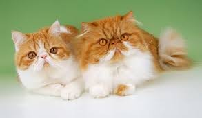Persian cat personality is a major reason for their popularity. Persian Cat Breed Information