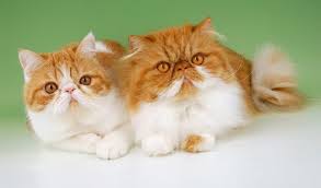 Most popular cat breeds persian cats 101 fun interesting facts #persiancat from wikipedia: Persian Cat Breed Information
