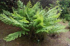 Image result for Osmunda