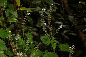 Image result for Plectranthus swynnertonii