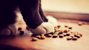 If your cat eats, and keeps food down, you have the first stage of your answer. Cat Not Eating Causes And Treatments