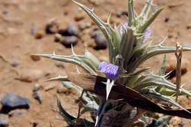 Image result for Justicia stachytarphetoides