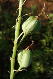 Image result for Dipcadi viride