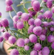 Image result for Gomphrena globosa