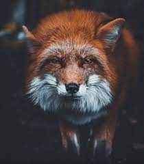 Red Fox In Germany Natureisfuckinglit Wild Animals Photography Animal Photography Amazing Animal Pictures