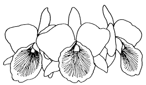 You can use our amazing online tool to color and edit the following orchid coloring pages. Orchid Coloring Pages Coloring Home