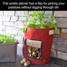 Comment Faire Pousser Des Pommes De Terre Rapidement Et Facilement Meme Sans Jardin Planter Pomme De Terre Comment Planter Des Pommes De Terre Plantes Comestibles
