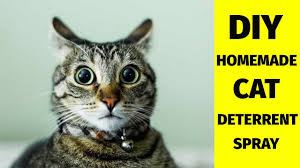 Make a friendly but efficient diy cat repellent with a few simple, affordable. Diy Homemade Cat Deterrent Spray Made Using Easily Available Materials At Home Youtube
