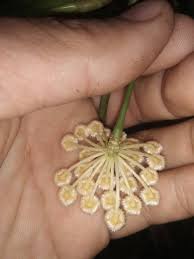 Image result for Eulophia obscura