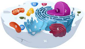 Maybe you would like to learn more about one of these? Ribosome Wikipedia