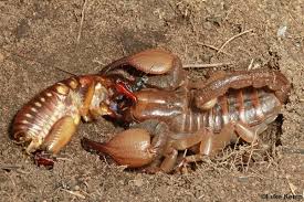 A hungry mother scorpion will eat her own babies if resources are scarce. How To Identify A Potentially Dangerous Scorpion African Snakebite Institute