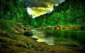 Check spelling or type a new query. 28 Raining Forest Wallpaper On Wallpapersafari