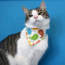 Birds Be Safe Collar Cat Bandana Birds Spring Cat Bib Pet Bandana With Snaps Cat Etsy In 2020 Cat Bandana Pet Bandana Dog Bandana