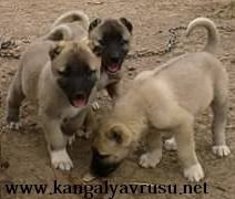 Saf Kan Kangal Yavrulari