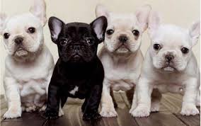 Welcome to piper french bulldogs, located just 40 minutes northwest of minneapolis, mn. Home