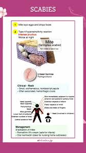 Image result for scabies transmission