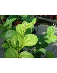 Manfaat daun bidara tidak hanya menjadi daun yang berguna untuk ritual dalam agam muslim saja, namun juga berkhasiat dalam meningkatkan khasiat daun bidara juga ampuh untuk mencegah diabetes. Jujube Daun Bidara