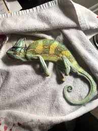 I'm pretty sure my veiled chameleon is almost dead but she's. Dead Cham For All Those That Think They Turn Dark It S Not True Look How Light He Is R I P Mirage Pickle Rick Album On Imgur