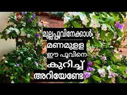 Pin On Garden Thaslis Wonder