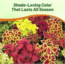 Image result for Coleus