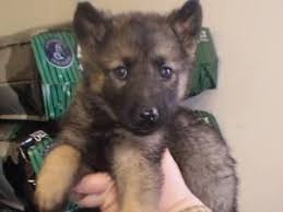 Black And Silver German Shepherd Puppies For Sale In Nc Adopt Shepherd Elkhound Mix On Petfinder Norwegian Elkhound Purebred German Shepherd German Shepherd Dogs