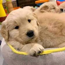 Search by breed, size, & more. Golden Retriever Puppies For Sale Near Me Home Facebook