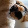 Much like humans, they can develop many types of tumors and cancers. 1