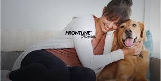 Ultimately there are minimal differences between petarmor plus and frontline plus other than their branding and packaging. Frontline Plus For Dogs Flea And Tick Protection For Dogs