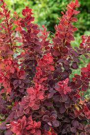 Image result for Berula thunbergii