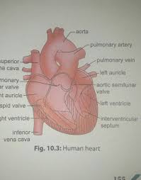 Fractures to the femur and hip bone can occur and knowing the anatomy will help with management. 1 Draw A Well Labelled Diagram Of A Human Heart 2 Differentiate Between Arteries And Veins 3 Brainly In