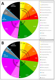 Thc Cbd Pie Chart