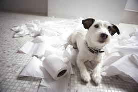 A dog chewing wood really isn't all that uncommon. Dog Chewing Everything Here Is How To Stop Them