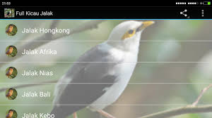 Untuk selanjutnya mari kita menuju. Full Kicau Burung Jalak For Android Apk Download
