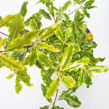 Image result for Pittosporum eugenioides