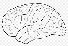 The nervous system, along with the endocrine system, regulates homeostasis. Blank Brain Diagram Hd Png Download 1280x812 6584671 Pngfind