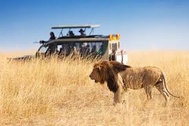 Italian wikipedia has an article on: Serengeti Adventure Safari Tanzania Serengeti Adventure