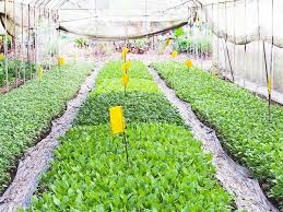 Kidzsearch.com > wiki explore:web images videos games. 9 Best Farms In Singapore To Visit