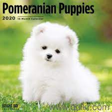 There is no such thing as a my babies are not kept in crates, they have playpens where they get to romp and play and see what is. White Pomeranian Puppies Price In India Cuteanimals