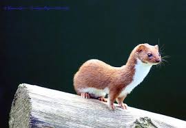 This Is A Picture Of A Stoat They Are Apart Of The Weasel Family Ferrets Are A Weasel Just Domesticated But Very Different Ani Mammals Cute Ferrets Animals