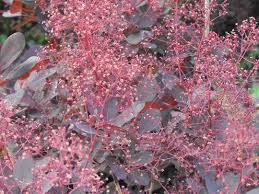 Frothy plumes of pink flowers rise above wine red foliage in summer. Andre Briant Jeunes Plants Variety Range