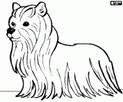 The dog (canis familiaris when considered a distinct species or canis lupus familiaris when considered a subspecies of the wolf) is a domesticated carnivore of the family canidae. Dogs Coloring Pages Printable Games 2