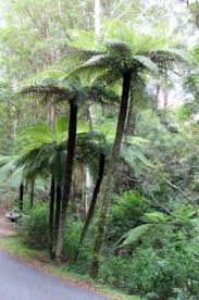 Image result for Cyathea mildbraedii