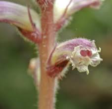 Image result for Orobanche minor