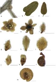 Image result for Cocculus hirsutus